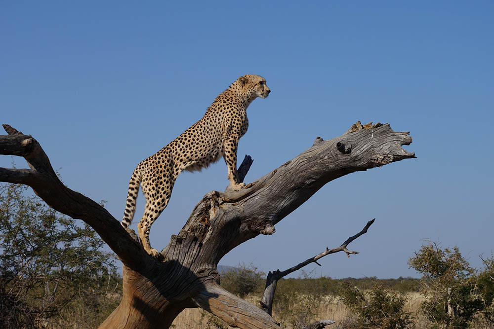1. Báo săn (Cheetah)