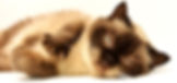 hình ảnh mèo cute