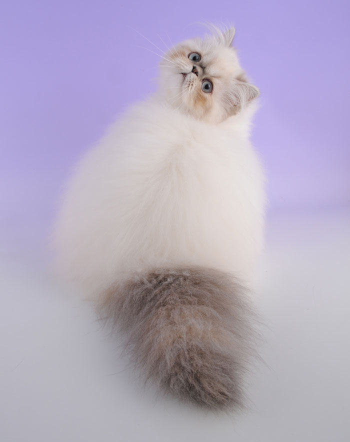 Mèo Himalayan