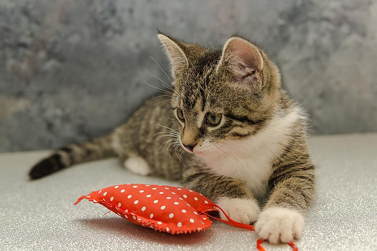 cute cat pictures
