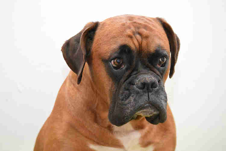 Chó Boxer