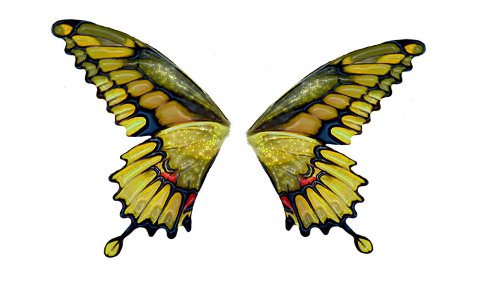 đôi cánh bướm
