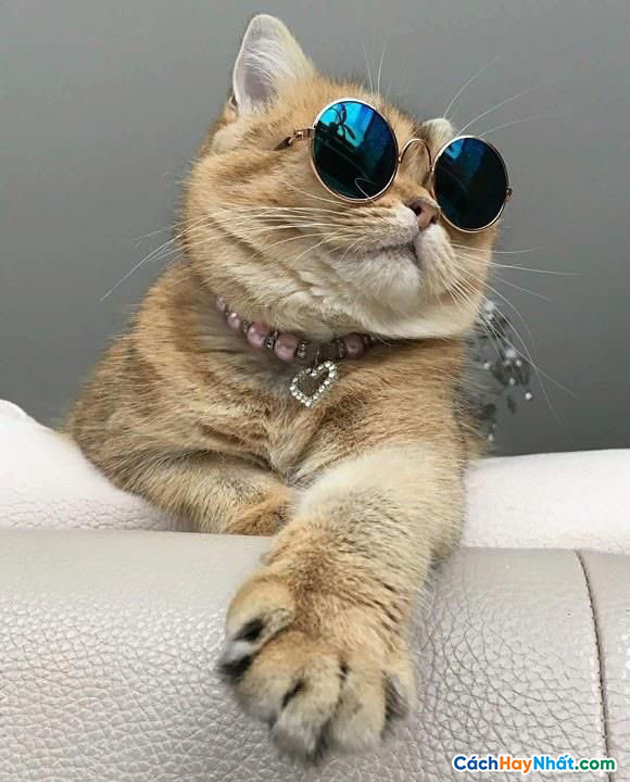 hình ảnh mèo ngầu cực chất