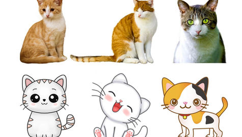Download high quality cute cat PNG images