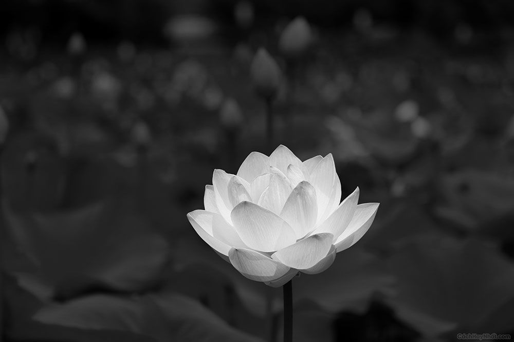 Ảnh hoa súng trắng trên nền đen làm ảnh bìa đám tang