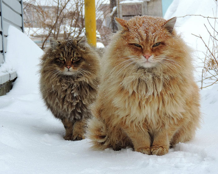 Mèo Siberia