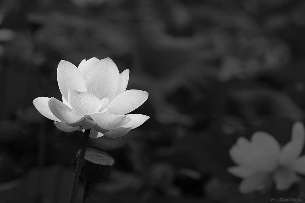 Ảnh hoa súng trắng trên nền đen làm ảnh bìa đám tang