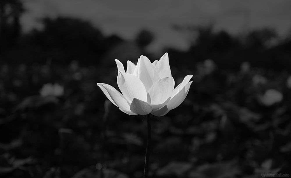 hình ảnh hoa súng trên nền đen