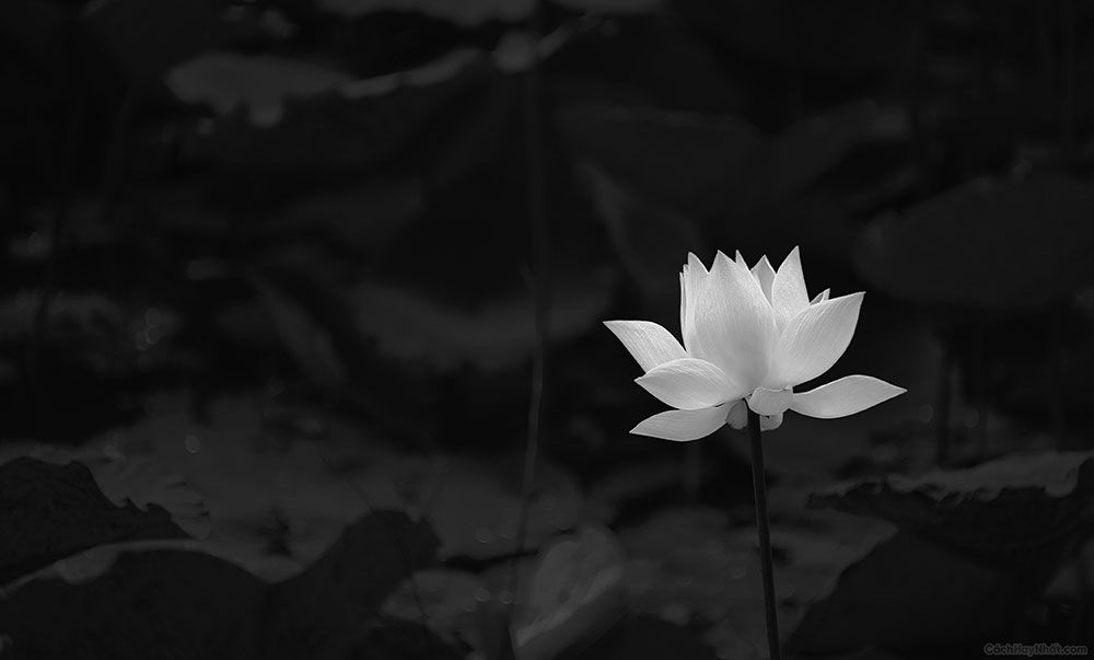 Hình ảnh bông hoa súng trắng trên nền đen giống như hình đại diện đám tang