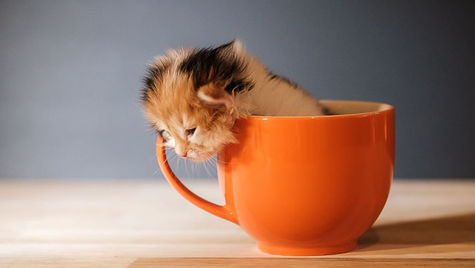 15 cat photography tips - How to take cute cat photos?