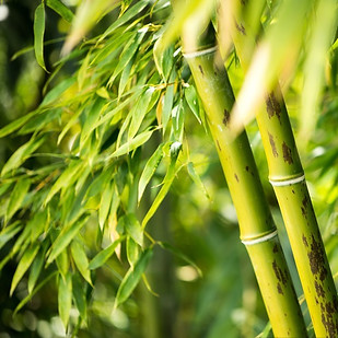 fotobehang-close-up-van-een-bamboeplant.jpg.jpg