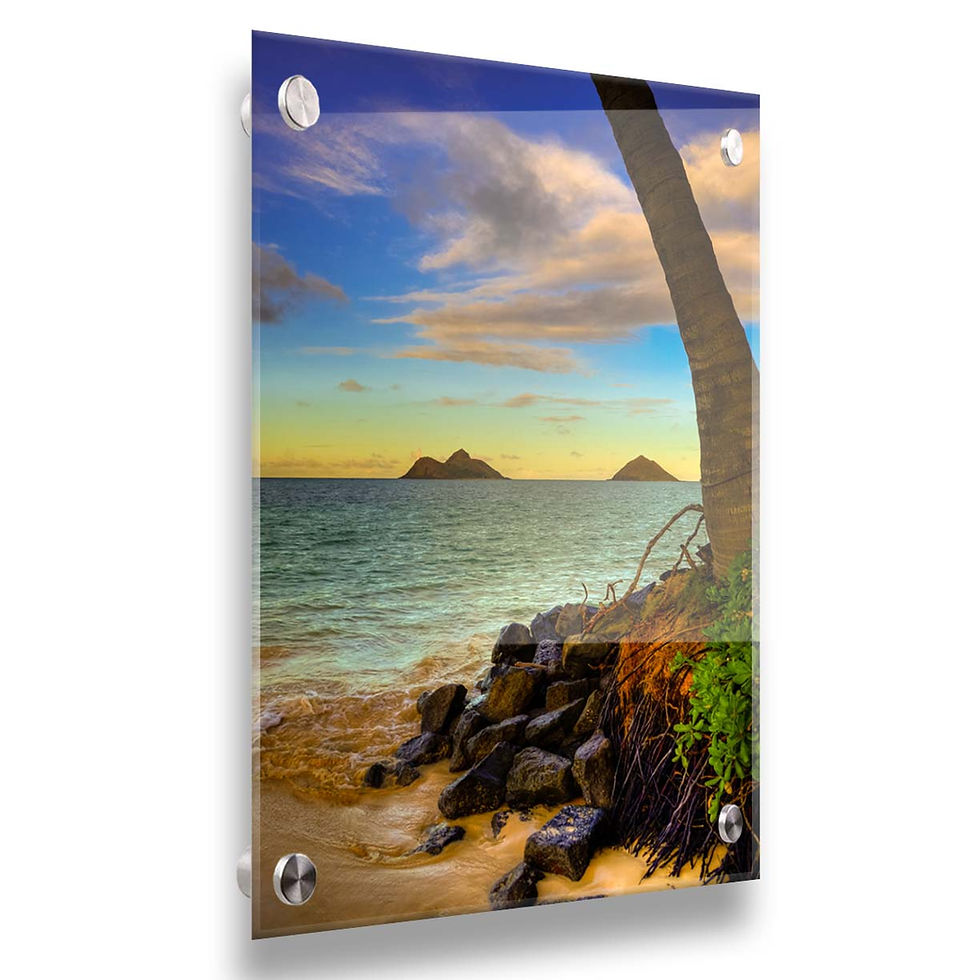 Thumbnail: Lanikai Palm Hawaiian Islands