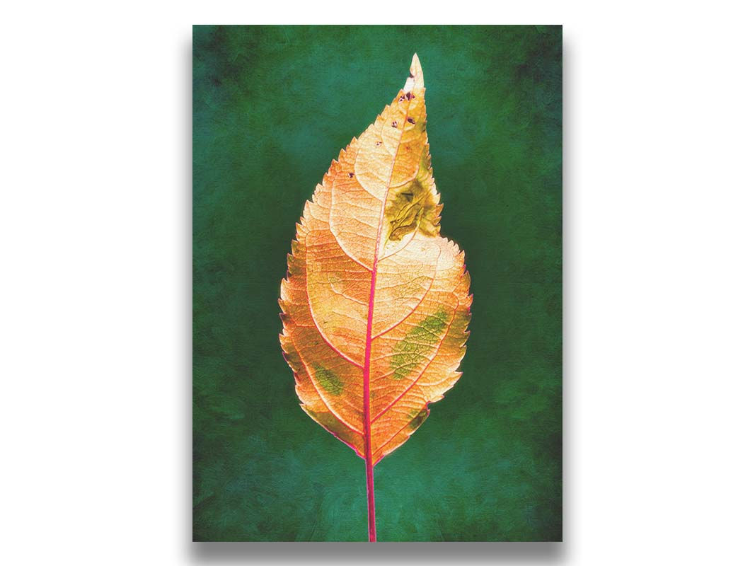 Portrait Of An Autumn Leaf