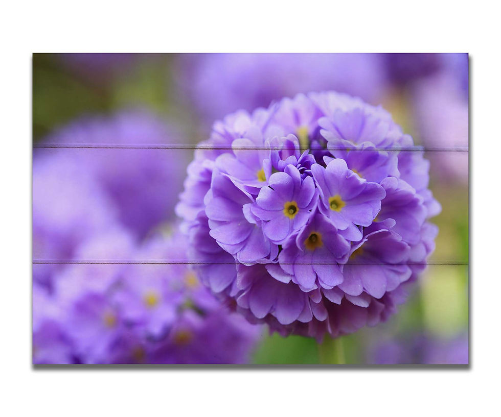 Thumbnail: Flower Bloom Garden
