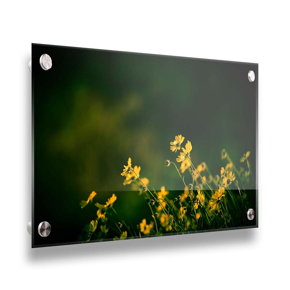 Thumbnail: Wild flowers II