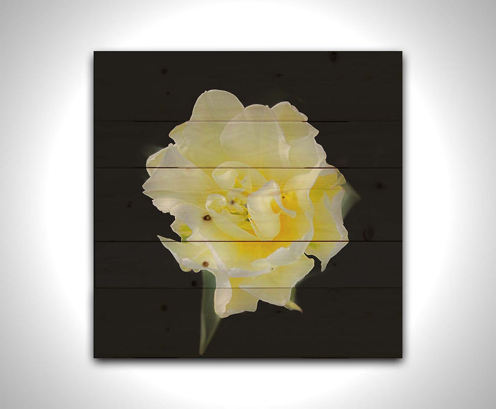 Thumbnail: Floating White Tulip