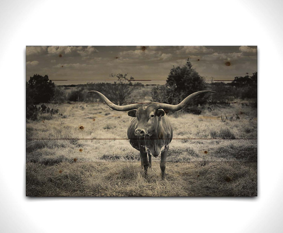 Thumbnail: Texas Longhorn B&W