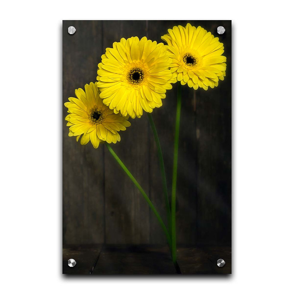 Thumbnail: Daisies In The Barn