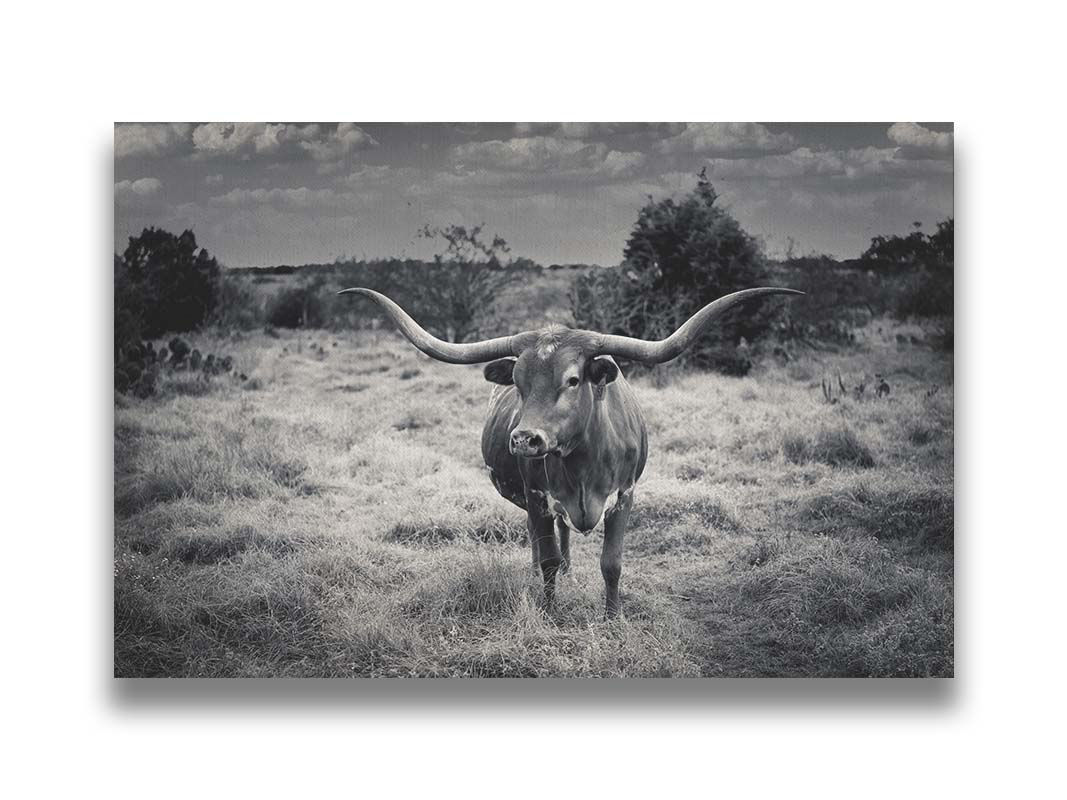 Texas Longhorn B&W