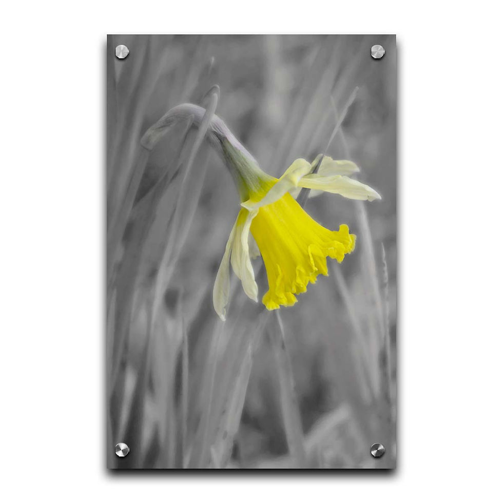 Thumbnail: Daffodil Comes Out