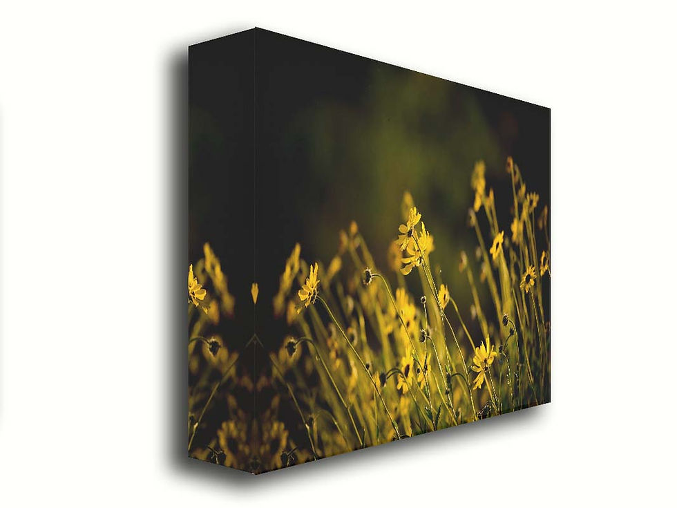 Thumbnail: Wild flowers