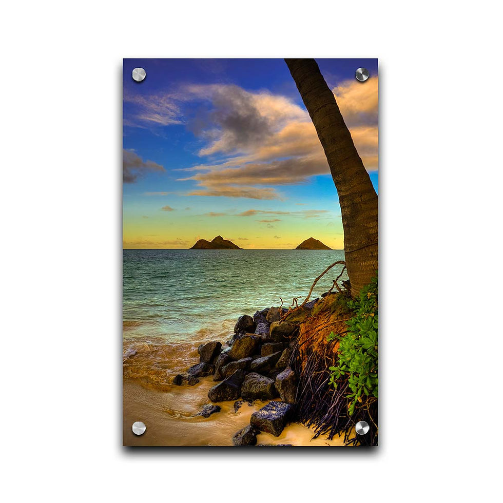 Thumbnail: Lanikai Palm Hawaiian Islands