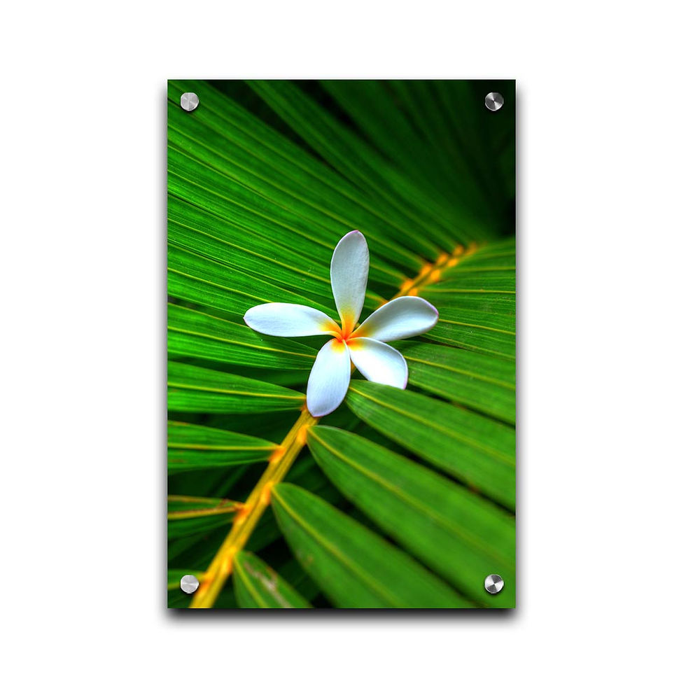 Thumbnail: Plumerias Palm