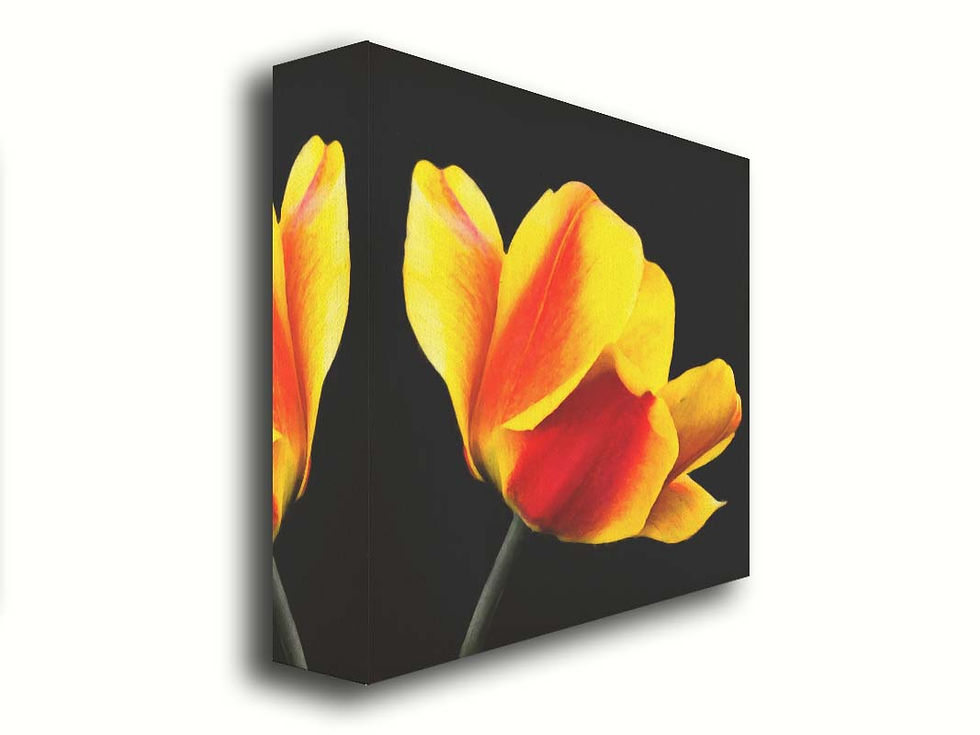 Thumbnail: Peach Tulip on Black