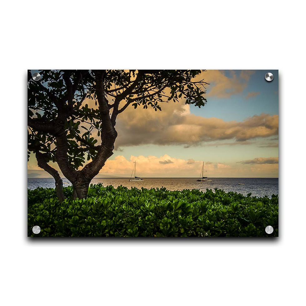 Thumbnail: Ka'anapali Plumeria Tree Hawaiian Islands