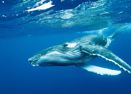 WhatsApp Image 2026-01-17 at 20.52.09 (1).jpeg