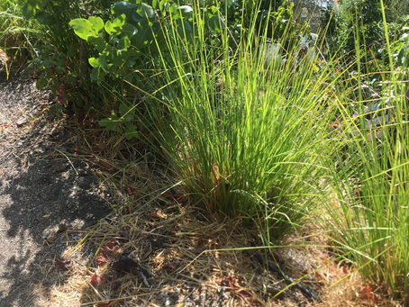 Visit to Vetiver Spain