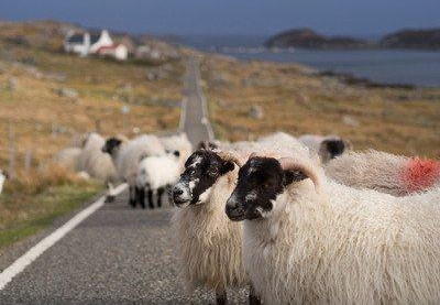 Moutons sur les routes de l'île Harris