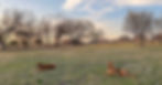 Dogs resting in a field during obedience training in McKinney TX