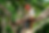 Tree_Climbing_Arborist.png