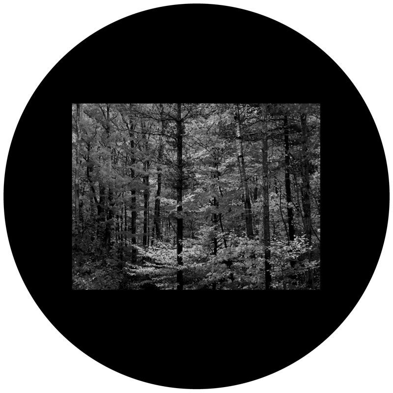 F1195-gs_Bosco