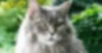 Maine Coon