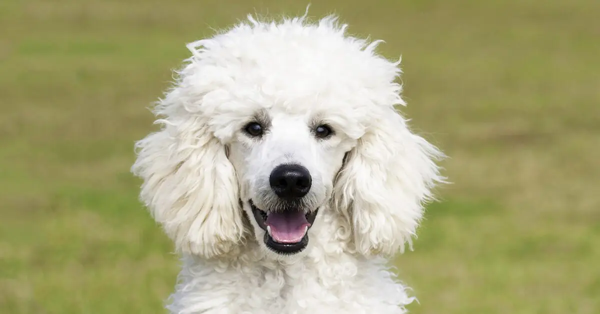 Poodle: Everything You Need To Know