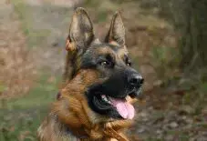 German Shepard Adult