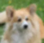 Sable