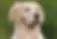 Golden Retriever Senior