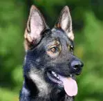 Sable