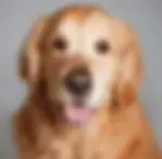 Dark Golden