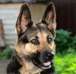 Black & Tan