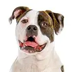 White & Brindle
