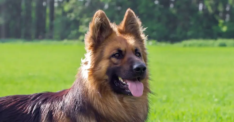 German Shepherd