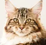 Brown Mackerel Tabby
