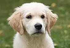 Golden Retriever Adult