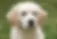 Golden Retriever Adult