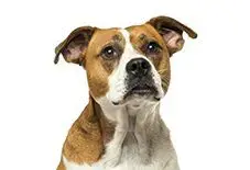 American Bulldog Adult