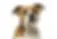 American Bulldog Adult